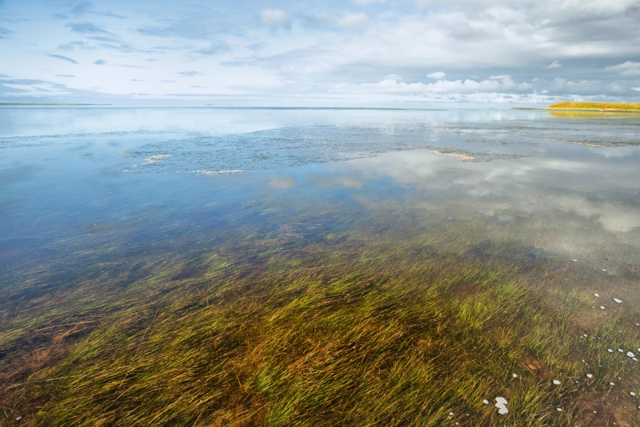 Eelgrass in Izembek Lagoon. Lisa Hupp/USFWS, Public Domain